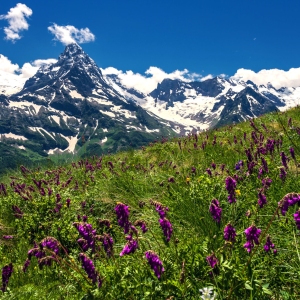 Wild flowers in an alpine meadow with snow covered peaks in the background