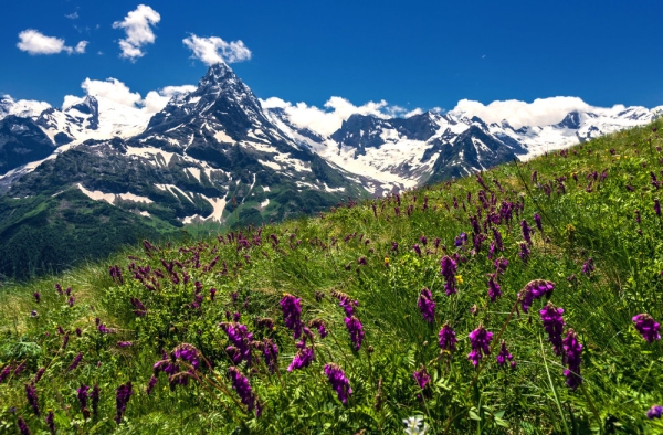 Wild flowers in an alpine meadow with snow covered peaks in the background