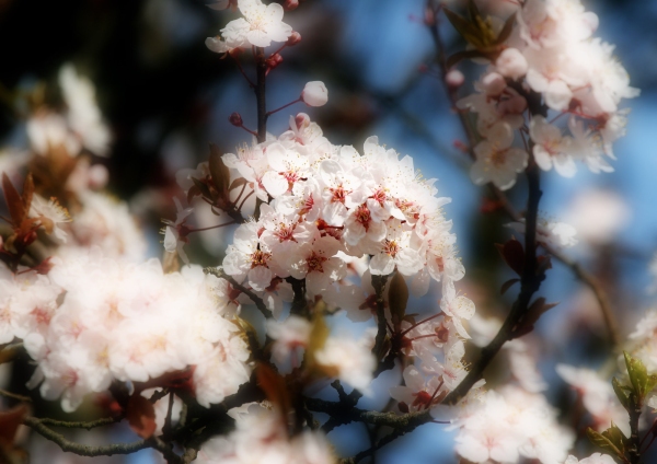 Close up image of apple blossom in the springtime