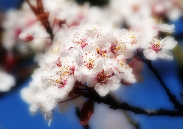 A close up image of apple blossom in the springtime