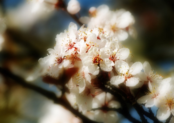 Apple blossom seen close up