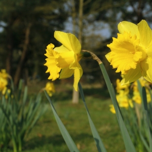 Daffodil flowers in a spring woodland