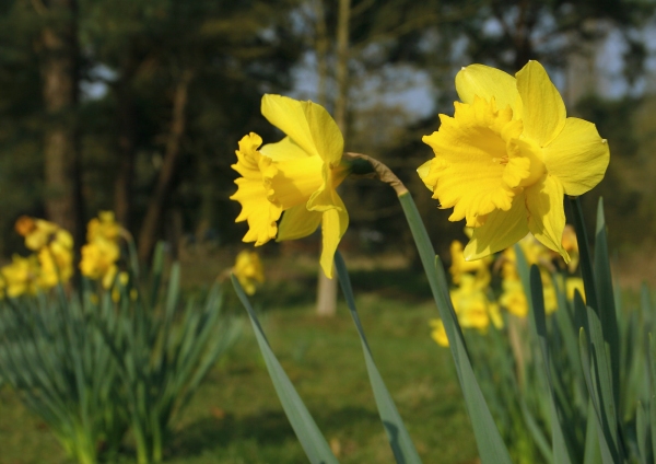 Daffodil flowers in a spring woodland