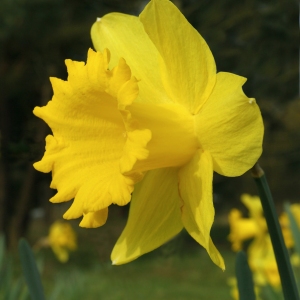 A single daffodil flower seen close up