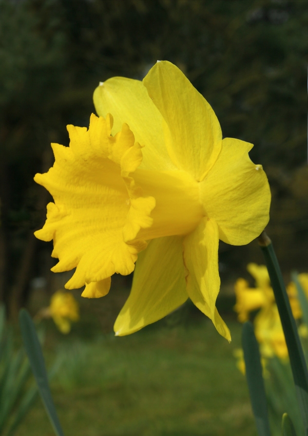 A single daffodil flower seen close up