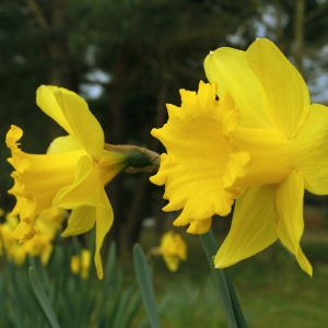 Daffodil flowers in a springtime woodland setting