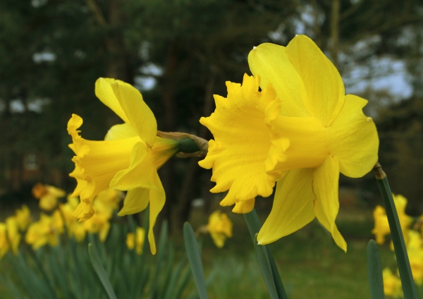 Daffodil flowers in a springtime woodland setting