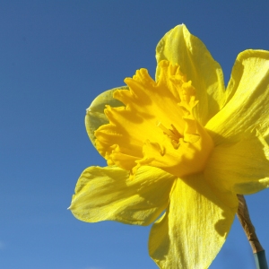 A single daffodil flower against a clear blue sky