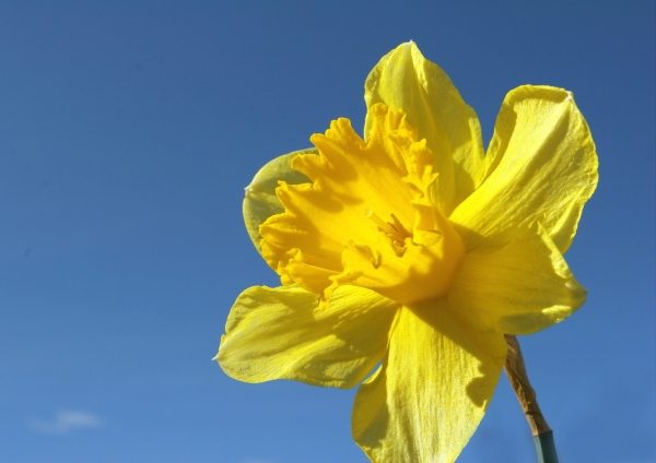 A single daffodil flower against a clear blue sky