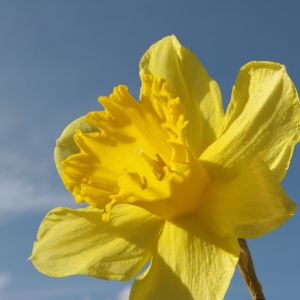 A close up view of a daffodil flower against a blue sky