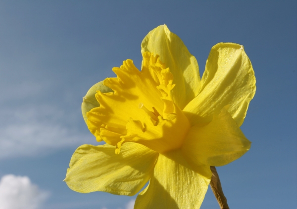 A close up view of a daffodil flower against a blue sky