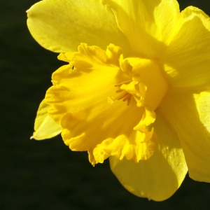 A close up view of a daffodil flower against a black background