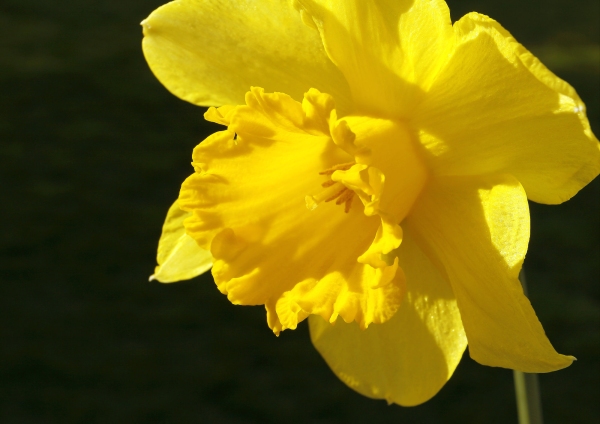 A close up view of a daffodil flower against a black background