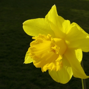 A perfect daffodil flower against a black background