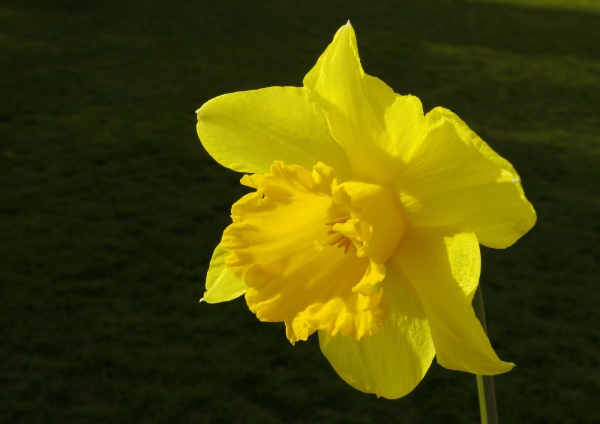 A perfect daffodil flower against a black background