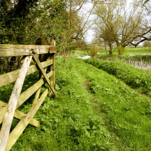 Springtime on a river bank with yellow daffodils in the distance