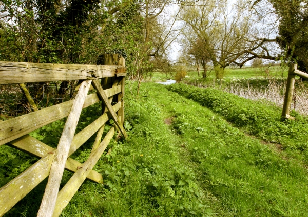 Springtime on a river bank with yellow daffodils in the distance