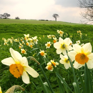 Brightly coloured daffodils and narcissi in a spring meadow