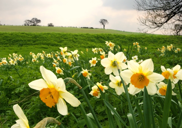 Brightly coloured daffodils and narcissi in a spring meadow