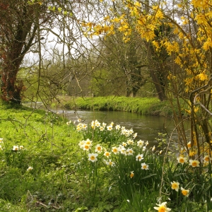 A chalk stream in spring, with bright yellow daffodils and narcissi among the willows