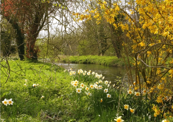 A chalk stream in spring, with bright yellow daffodils and narcissi among the willows