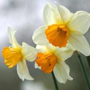 A close up image of some daffodil or narcissi flowers in a woodland setting