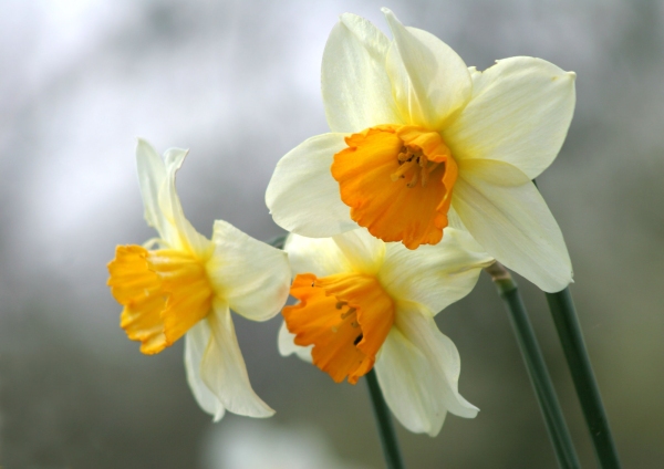 A close up image of some daffodil or narcissi flowers in a woodland setting