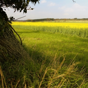 Oak trees at the edge of a field of rapeseed in Norfolk