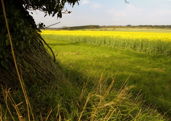 Oak trees at the edge of a field of rapeseed in Norfolk