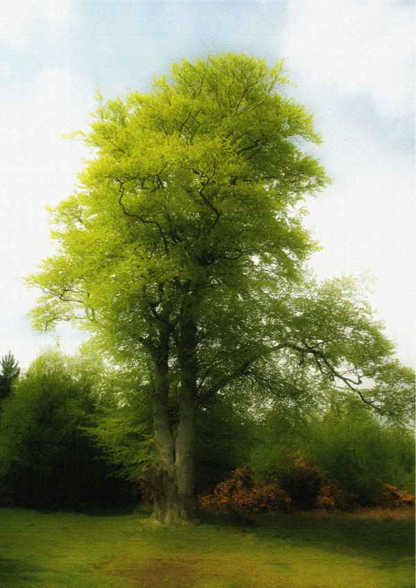 A magnificent beech tree in spring with artistic texture