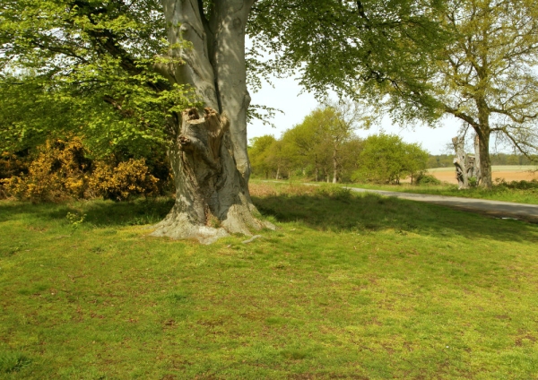 A large beech tree on the edge of a forest