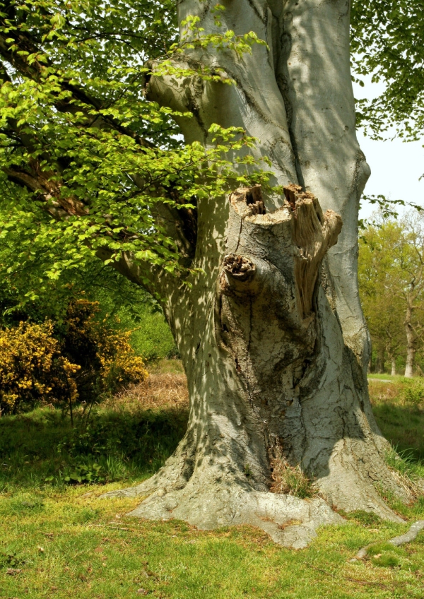 Beech trees in a forest