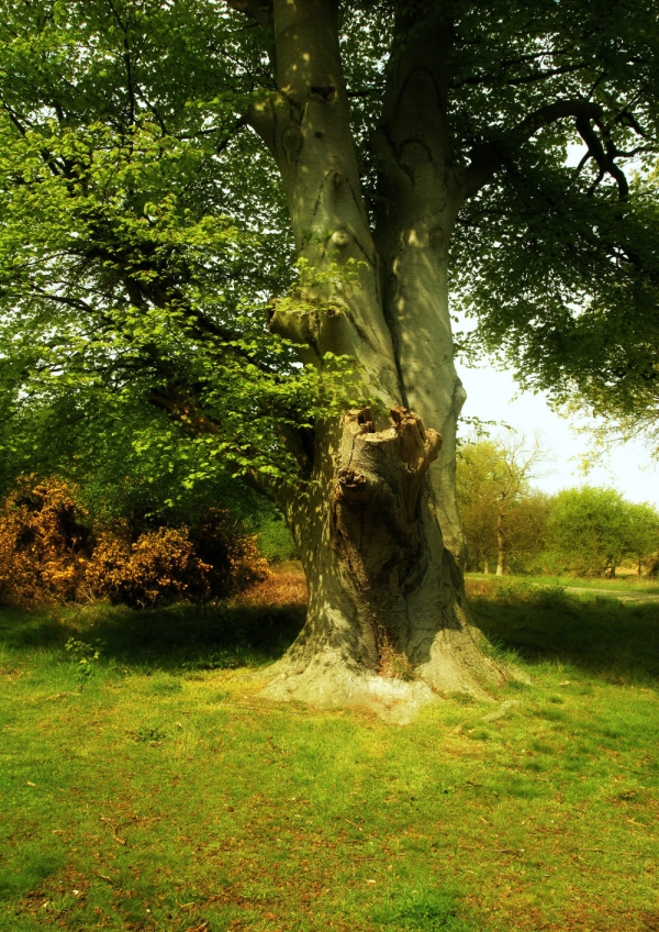 A magnificent beech tree in spring