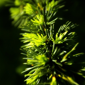 A close up view of new growth on a pine branch in a forest