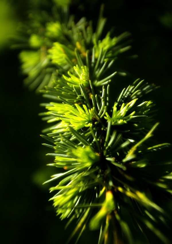 A close up view of new growth on a pine branch in a forest