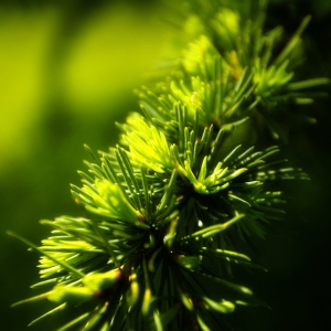 New growth on a conifer, close up macro view