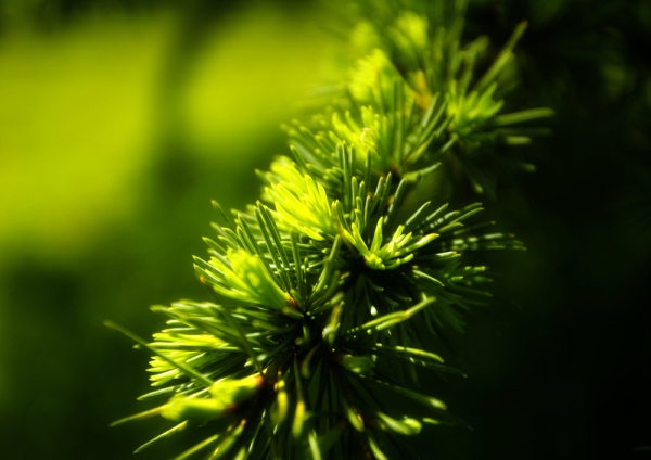 New growth on a conifer, close up macro view