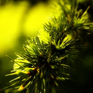 Macro view of new growth on a pine tree in a forest