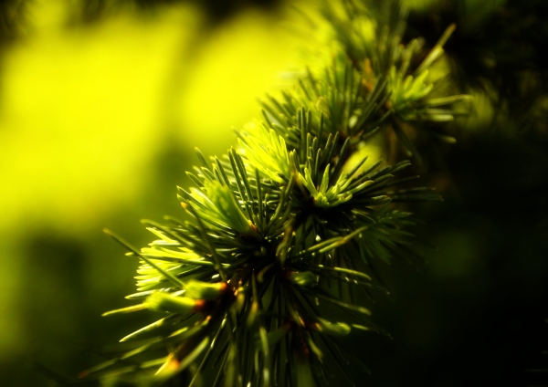 Macro view of new growth on a pine tree in a forest