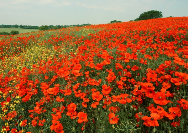 A field of poppies