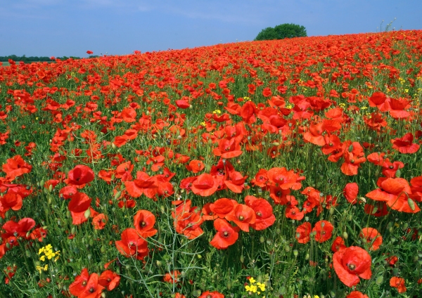 A summer poppy field