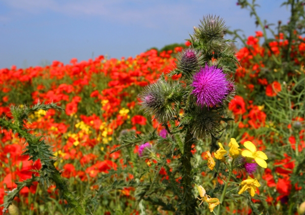 A summer poppy field with thistles and wild flowers