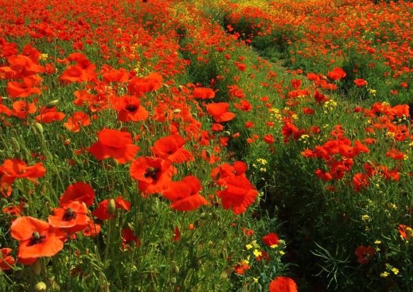 A wildflower meadow of bright red poppies and other flowers