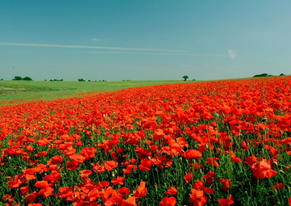 A hillside meadow thick with flowering poppies