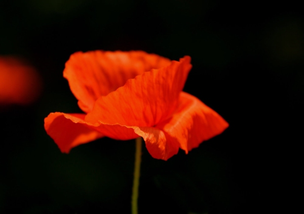 A brilliant red poppy against a black background