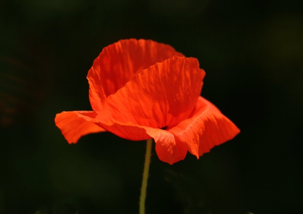 A brilliant red poppy flower on a black background