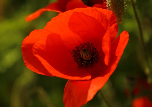 A bright red poppy flower close up