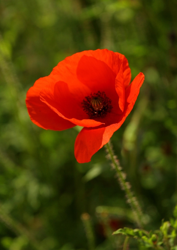 A poppy flower against an out of focus green background