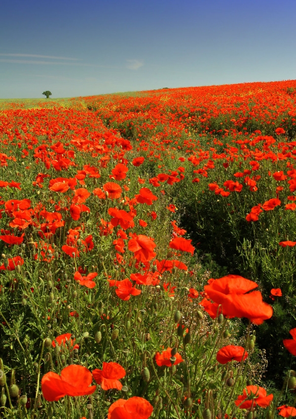 A summer poppy field