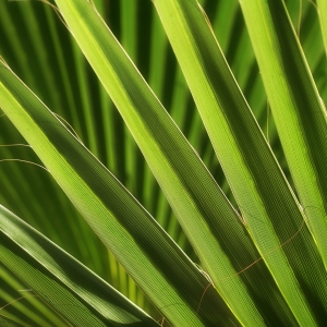 Overlapping palm fronds close up